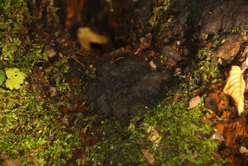 Brandkrustenpilz 503660912 Kretzschmaria deusta