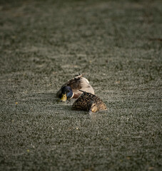 Two mallard ducks eating from the surface of canal water