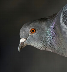 Close up shot of a wild racing pigeon with a red eye