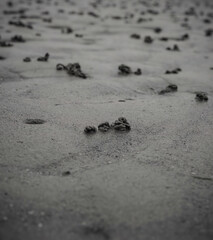 Mud wormholes on a British beach