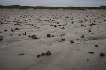 Wormhole mud leftovers on a British beach