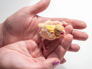 Close-up of canary chick on a human palm will be warmed by love and the warmth of the sun. Spring replenishment in the family. Breeding of songbirds at home.