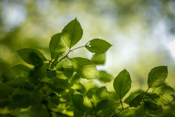 green leaves in the morning sun