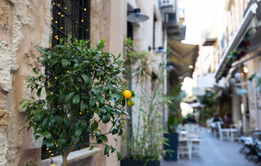 Obraz premium Decorative orange tree at street of Chania, Crete.
