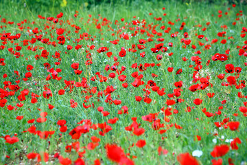 field of red poppies