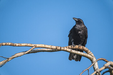 A black raven on a branch against a blue sky
