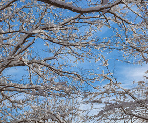Tree branches are covered with snow and hoarfrost against the blue sky.