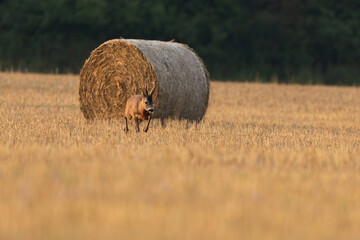 Roe deer, capreolus capreolus, walking on stubble with rounded bale of hey. Antlered animal...