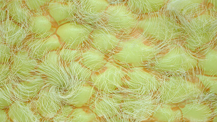Fat tissue close up - 3D Rendering