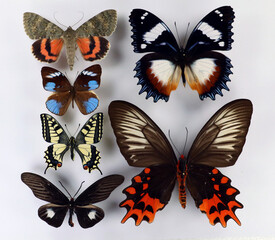 Fototapeta na wymiar Set colorful tropical butterflies. Collection butterflies. Papilio. Entomology. Lepidoptera. 