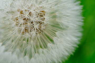 dandelion seed head