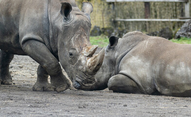 Naklejka premium サイ