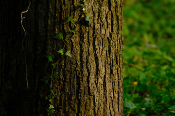 tree trunk with green leaves