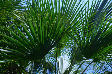 Fototapeta na wymiar Vegetation, Saw Palmetto plant, with sky background.