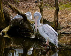 pelican in the zoo