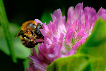 bee on a flower