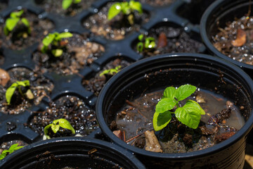 Shrubby Basil (Ocimum gratissimum) sprout in pot of backyard vegetable garden. - obrazy, fototapety, plakaty