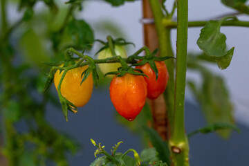 Close-up fresh cherry tomatoes on tomato plant in house garden healthy vegetable with beta carotene and vitamin.