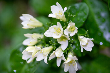 Orange jasmine with dew drops on plant of house garden. Beautiful and freshness white flowers in natural background.