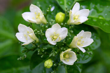 Orange jasmine with dew drops on plant of house garden. Beautiful and freshness white flowers in natural background.