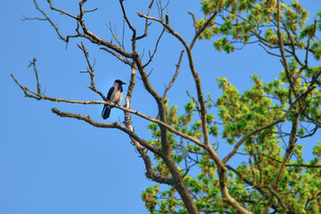 bird on a branch