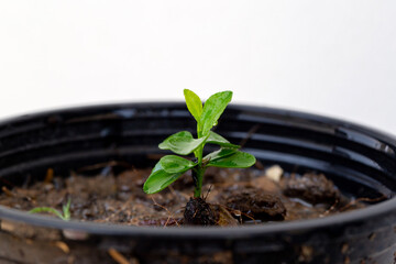 Lemon tree sprout in pot of backyard garden.
