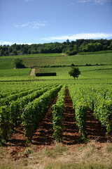 Fototapeta na wymiar Vignes - vignoble français