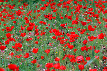 field of red poppies
