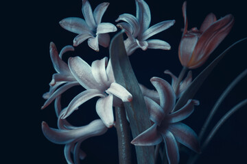 Blue geocinth flowers on a black background, close-up.