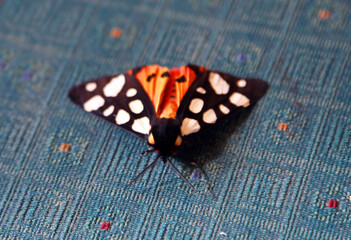 butterfly on a blue background 
