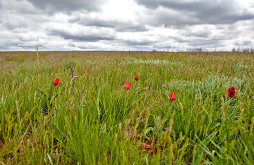 April flowering of wild steppe tulips. Celinny region. Republic of Kalmykia. Russia