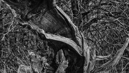 A SITE OF FIRE - Trunk of an old tree after a fire