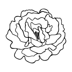 Rosa sketch. Doodle flower silhouette. Simple hand drawing of a flower. Black outline. Vector illustration.