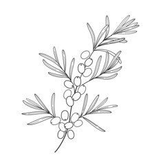 Branch of sea buckthorn. Contour vector naturalistic illustration.