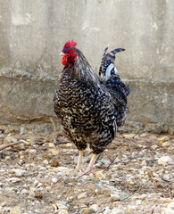 rooster in the farm