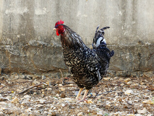 rooster in the farm
