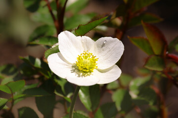 Anemone blossom