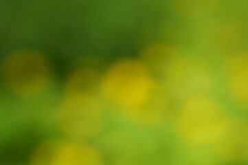 Obraz premium Blurred background. Green flowers and leaves in the grove. Background image.