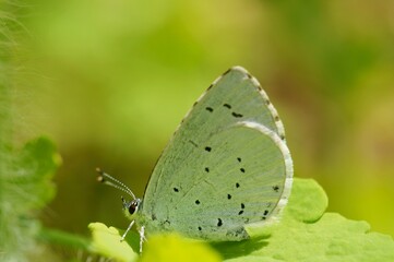 A small blue butterfly on a flower. Beautiful insects in nature.