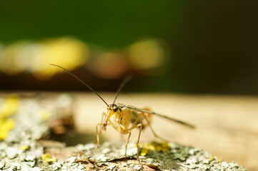 Insect with proboscis close-up. Mosquito.