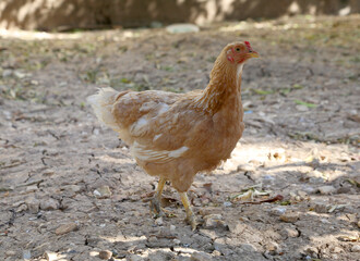 chicken on the farm