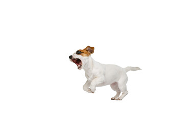 Portrait of cute playful puppy of Jack Russell Terrier in motion, jumping, running isolated over white studio background