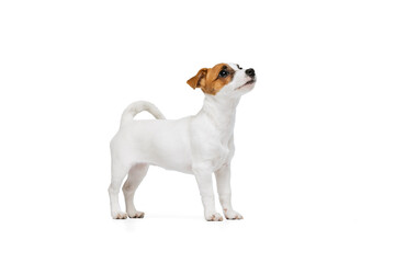 Portrait of cute little puppy of Kack Russell Terrier calmly standing and looking upwards isolated over white studio background
