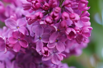 A blooming branch of lilac. Spring floor. Beauty is in nature.