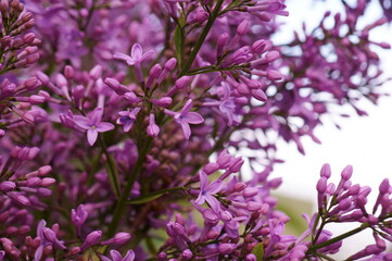 A blooming branch of lilac. Spring floor. Beauty is in nature.