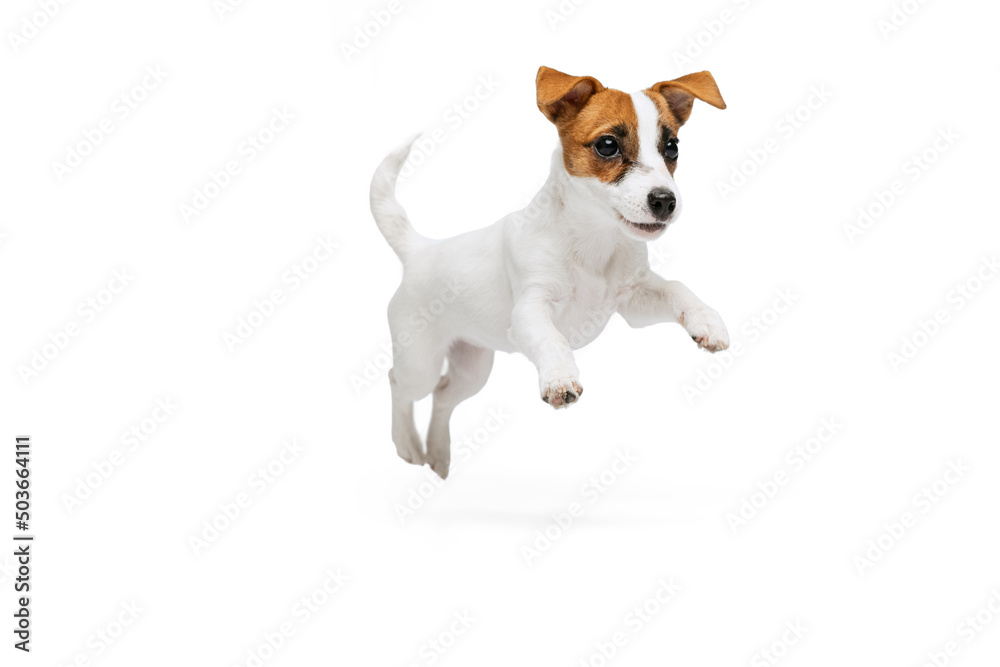 Wall mural portrait of cute playful puppy of jack russell terrier in motion, jumping isolated over white studio