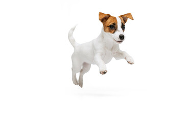Portrait of cute playful puppy of Jack Russell Terrier in motion, jumping isolated over white...