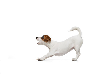 Portrait of cute small puppy of Jack Russell Terrier barking, playing isolated over white studio background