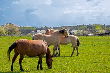 cream horses in love graze in a field with dandelions on a sunny day