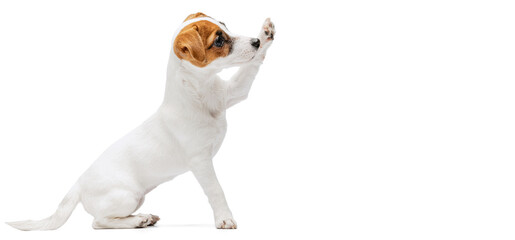 Portrait of cute puppy of Jack Russell Terrier rising paw up, following command isolated over white...